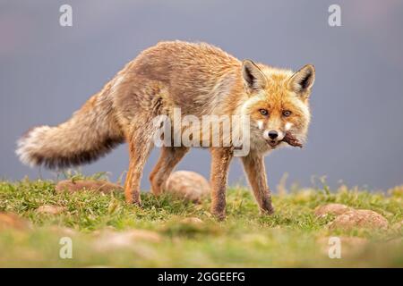 Ein Rotfuchs (Vulpes vulpes), der in den spanischen Bergen jagt und isst. Stockfoto