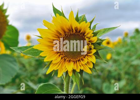 Sonnenblumen stehen hoch im üppigen Grün, ein Leuchtturm der Wärme und Schönheit auf dem Feld. Stockfoto