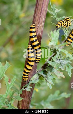 Zinnobermotten-Raupe auf Ragwürzepflanze, norfolk, england Stockfoto