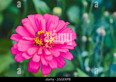 Blühende lila oder magenta elegante Zinnia auf einem verschwommenen grünen Hintergrund mit Platz für Text. Schöne Zinnia elegant mit einer Biene sammeln Nektar. So Stockfoto