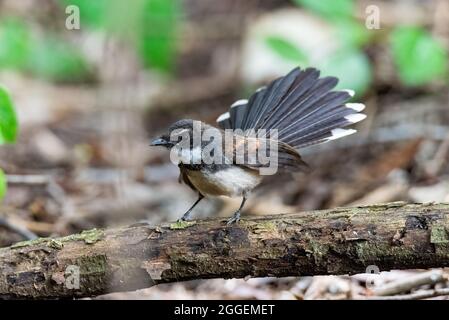 Weiß gebräunter Fantelschnäpper (Rhipidura aureola) Stockfoto