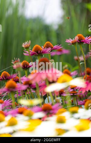 Vertikale, violette Blütenkoneblumen mit weißen Blüten im Vordergrund vor grünem Hintergrund Stockfoto