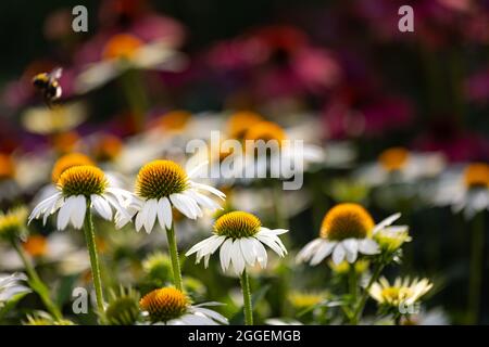 Nahaufnahme von weißen Coneblümchen auf einem violetten Blumenhintergrund Stockfoto