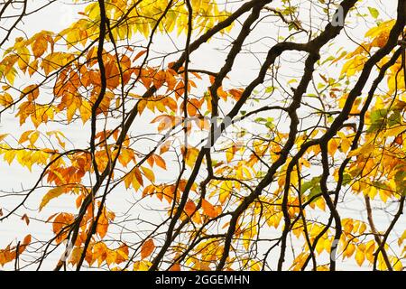 Hinterleuchtete Herbstblätter auf weißem Hintergrund Stockfoto