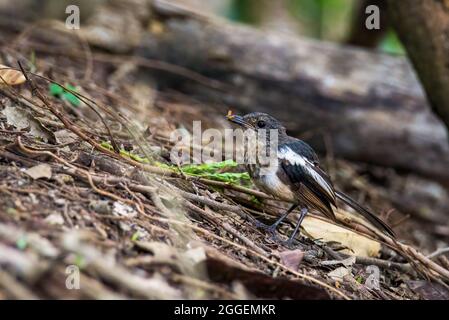 Schöner männlicher orientalischer Magpie-Robin am Bambusstock, Magpie Robin (Copsychus saularis) Stockfoto