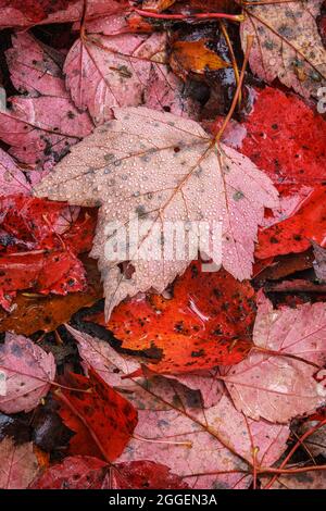 Farbenfrohe Herbstahornblätter in Michigan Stockfoto