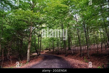 Waldfotografie mit schönen Bäumen und Spazierwegen Stockfoto