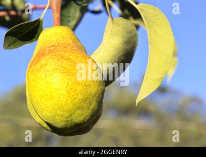 Schöne reifen Birne über bereit für die Ernte ist sonnenbeleuchtet und auf dem Baum in ausgewählten Fokus und Nahaufnahme mit Himmel und Blätter hinter. Stockfoto