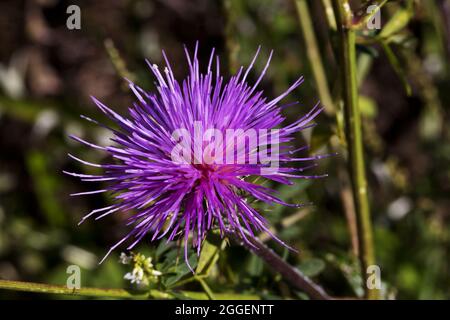 Rosa und violette Farbtöne in Distelwildblumen entlang der Sky Center Road Erweiterung des Catalina Highway auf dem Mount Lemmon in Tucson, Arizona, Stockfoto