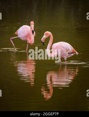 Amerikanische Flamingos auf den Galápagos-Inseln Stockfoto