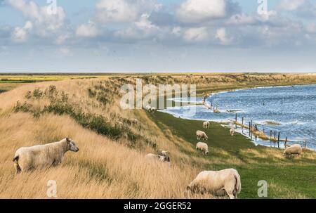 Schafe weiden auf dem Seedeich der Nordsee in Dänemark. Das Wattenmeer in Deutschland, Dänemark und den Niederlanden ist UNESCO-Weltkulturerbe. Stockfoto