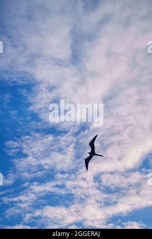 Ein herrlicher Fregatte-Vogel (Fregata magnificens), der in einem blauen Sommerhimmel aufragt Stockfoto