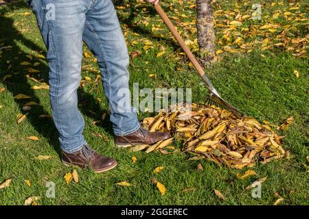 Mann, der in seinem Garten bunte, gefallene Blätter in der aufrakst Fallen Stockfoto