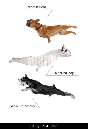 Drei schöne niedliche reinrassige Hunde fliegen isoliert über weißen Studio-Hintergrund. Satz kleiner Hunde mit Zeichen von Rassennamen Stockfoto