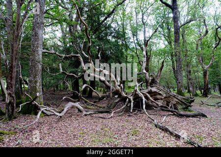 Ein alter verdrehter gefallener Baum im New Forest Stockfoto