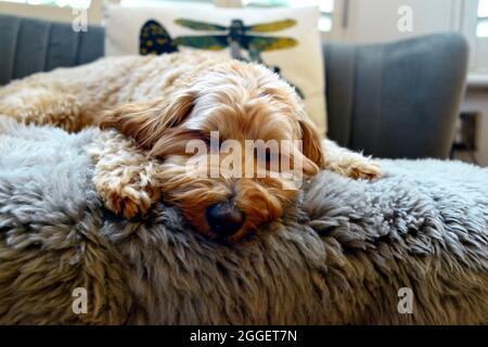 Niedliche Miniatur Labradoodle Hund ruhen Stockfoto