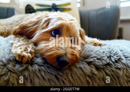 Niedliche Miniatur Labradoodle Hund ruhen Stockfoto