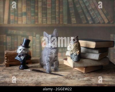 Kleines niedliches Kätzchen auf einem Holztisch in der Bibliothek Stockfoto