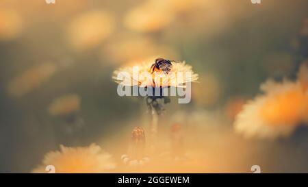 Eine süße, flauschige gestreifte Hummel sitzt auf einem gelben Dandelion und sammelt an einem nebligen Sommermorgen Pollen für Honig. Natur. Stockfoto