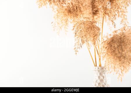 Pampas Gras in grauer Vase an weißer Wand. Trendiges Bouquet von getrockneten Blumen. Hintergrund mit Kopierbereich. Stockfoto