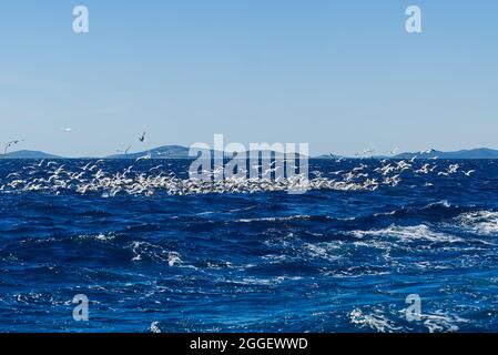 Hungrige Möwenvögel, die um Fische kämpfen, Scharen von Möwen, die hinter dem Schiff über das Meer flogen, um kleine Fische zu finden Stockfoto