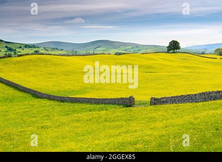 Wildblumenwiesen und Trockensteinmauern bei Sedbusk bei Hawes im oberen Wensleydale, Großbritannien Stockfoto