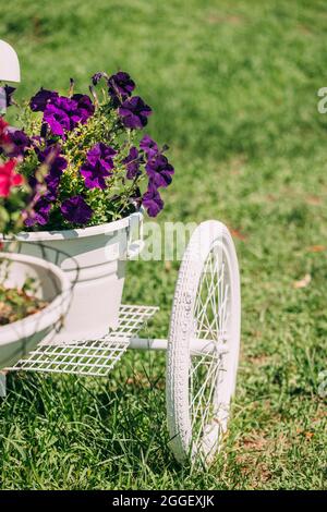 Dekorativer Retro Vintage Modell Fahrrad Ausgestattet Korb Blumen Garten Im Sonnigen Sommertag. Sommerblumen-Bett Mit Petunias. Landschaftsgestaltung, Gartengestaltung Stockfoto