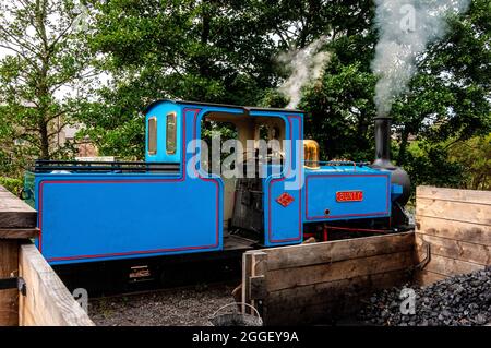 Die 15-Zoll-Light-Railway blau-livierte Dampflokomotive Bunty wartet zwischen Fahrten an einem Kohlebetankungsbunker in der Heatherslaw-Station Stockfoto