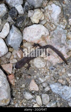 Slowenien, Lepena-Tal, ein Alpenmolch. Stockfoto