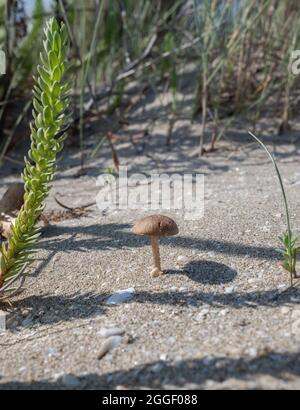 Auf der Sanddüne wachsen kleine Pilze Stockfoto