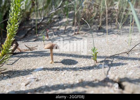 Pilze und Meeresrauschen auf der Sanddüne Stockfoto