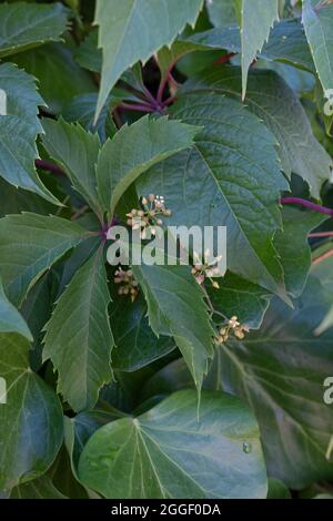 Knospen und Blüten von Virginia Creeper oder Parthenocissus quinquefolia Stockfoto