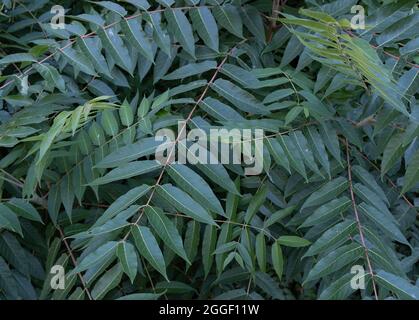 Unter Ästen von Ailanthus altissima oder Baum des Himmels Stockfoto