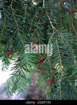 Taxus baccata oder gewöhnliche Eibenzweige mit Früchten Stockfoto