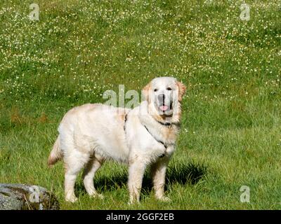 Vorderansicht eines Hundes, der auf einer Wiese steht und geradeaus blickt. Schöner Hund, der auf einem grasbewachsenen Feld steht. Stockfoto