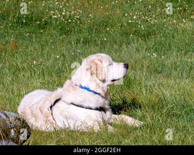 Seitenansicht eines Hundes, der auf einem Grasfeld liegt. Hund mit Geschirr auf einer Wiese liegend und wegblickend. Stockfoto