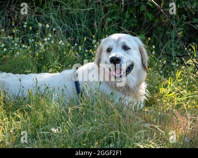 Glücklicher Hund, der auf Gras in einer ländlichen Szene liegt. Der Hund blickt zur Seite, die Zunge liegt auf einem sehr grasbewachsenen Feld. Stockfoto