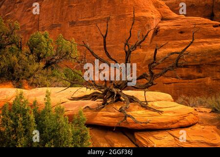 Totes Wacholderskelett und rote Felsen im Arches National Park Stockfoto