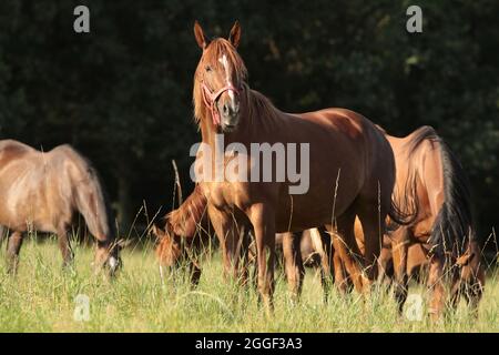 Stuten auf der Weide an einem sonnigen Morgen Stockfoto