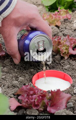 Schlammfalle. Eine Bierfalle neben jungen Salatpflanzen, um Nacktschnecken und Schnecken von angreifender Ernte abzulenken. VEREINIGTES KÖNIGREICH Stockfoto