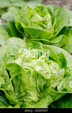 Lactuca sativa 'Little Gem' Cos Salat wächst in einem Gemüsegarten. VEREINIGTES KÖNIGREICH Stockfoto