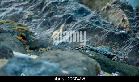 Krabbentarnen in den polynesischen Riffen der Insel Taha'a Stockfoto