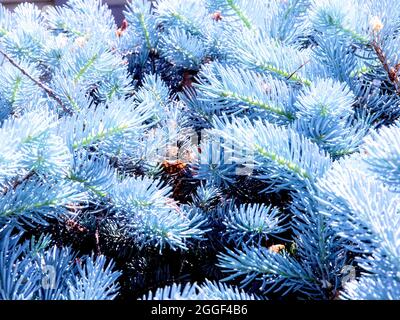 Blue Pine Needles - aken vor einem Weinverkostungsraum in Oregon, dies war ein kieferähnlicher Busch oder Strauch mit Nadeln, die eine blaue Färbung haben. Stockfoto