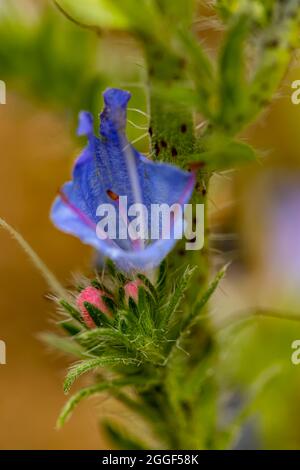 Echium vulgare Blume im Feld, Nahaufnahme Stockfoto