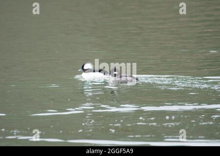 Ein Paar bufflehead-Enten Männchen führt mit dem Weibchen nach dem engen Schwimmen weg auf dem See zusammen im Winter Stockfoto