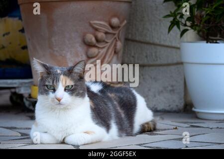 Porträt einer Calico tricolor Katze draußen starrend, Nahaufnahme Stockfoto