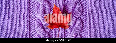 Kleines helles, rotes, trockenes Herbstahornblatt auf violettem Strickstoff oder Pullover mit Zöpfen. Warmes und gemütliches Herbstkonzept. Nahaufnahme, Draufsicht. bann Stockfoto