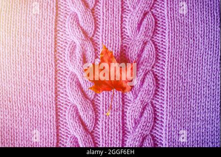 Kleines helles, rotes, trockenes Herbstahornblatt auf violettem Strickstoff oder Pullover mit Zöpfen. Warmes und gemütliches Herbstkonzept. Nahaufnahme, Draufsicht. Flar Stockfoto
