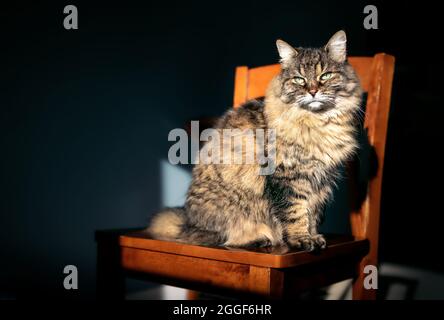 Ältere Katze genießt die Morgensonne, während sie auf einem Stuhl drinnen sitzt. Die 15 Jahre alte flauschige, gestromte Katze sitzt entspannt am Fenster in der Sonne. Stockfoto