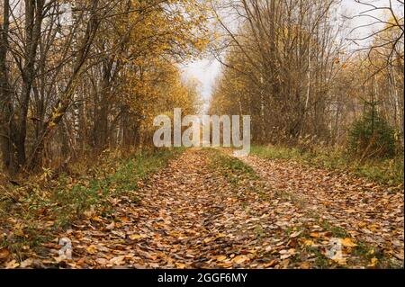 Herbstwaldlandschaft. Offene Waldstraße mit herbstlich rot-gelb-orange gefallener Laub und Bäumen mit herabfallenden Blättern auf der Seite des Weges. Trav Stockfoto